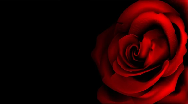 Роза ізольована над чорним — стоковий вектор