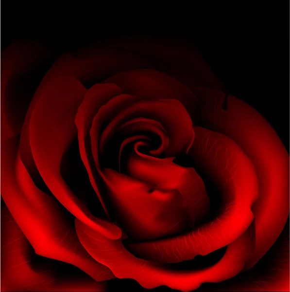 Rose isolée sur noir — Image vectorielle