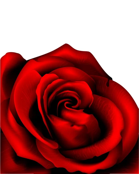 Rose isolée sur blanc — Image vectorielle