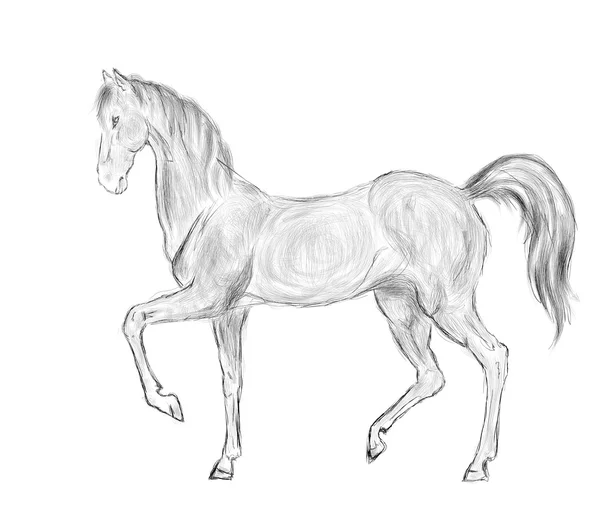 Bílý kůň vzpínajícího — Stockový vektor