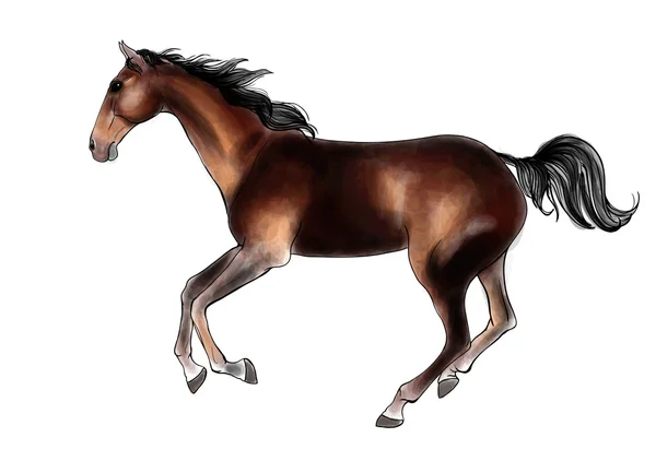 Cheval Arabe — Image vectorielle