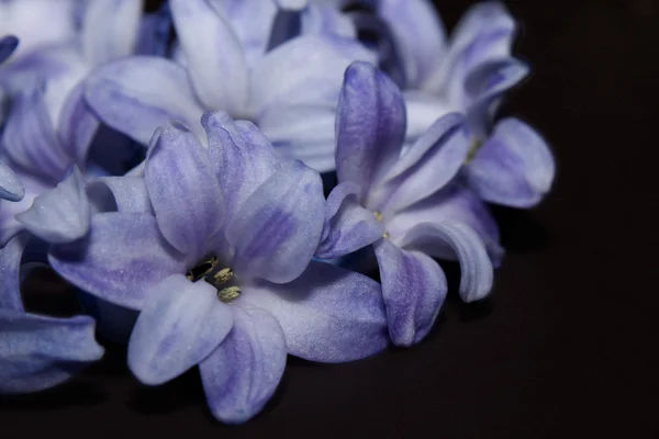 Hyacinth isolado sobre preto — Fotografia de Stock