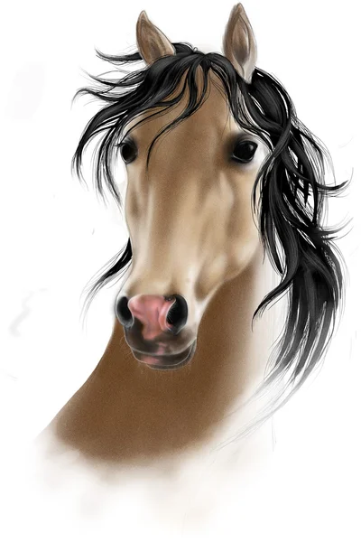 Horse portrait — Stock Photo, Image