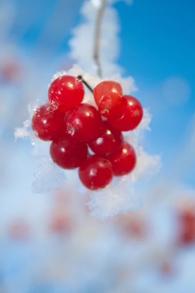 Karla kaplı Viburnum çilekleri — Stok fotoğraf