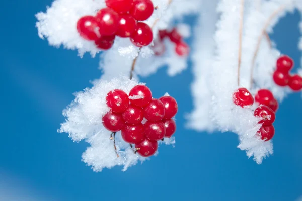 Viburnum berries covered with snow Royalty Free Stock Images