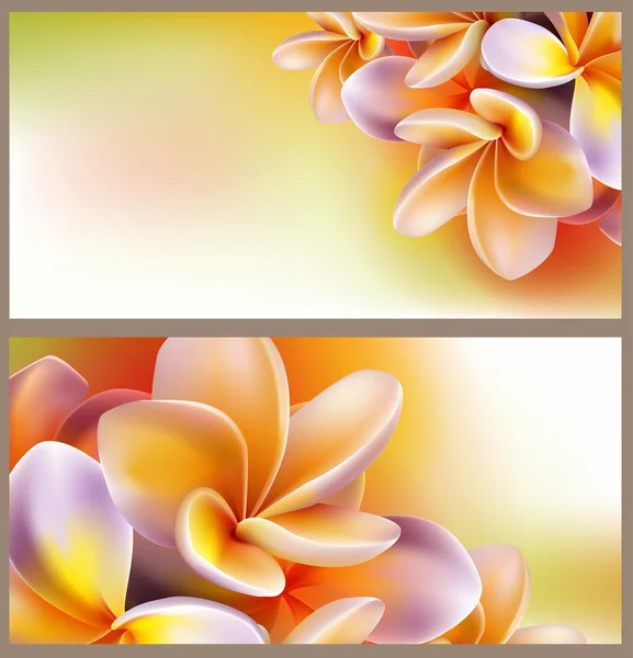 Frangipani bloemen — Stockvector