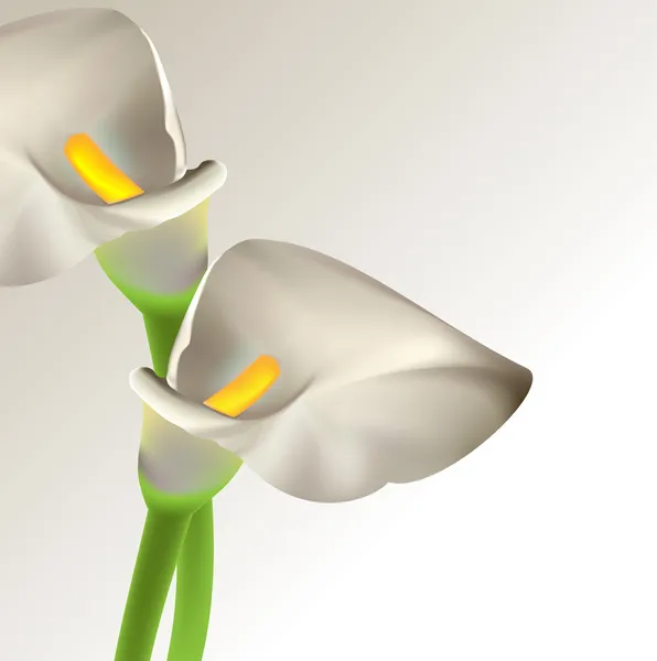 2,606 Calla lily Vectors, Royalty-free Vector Calla lily Images ...