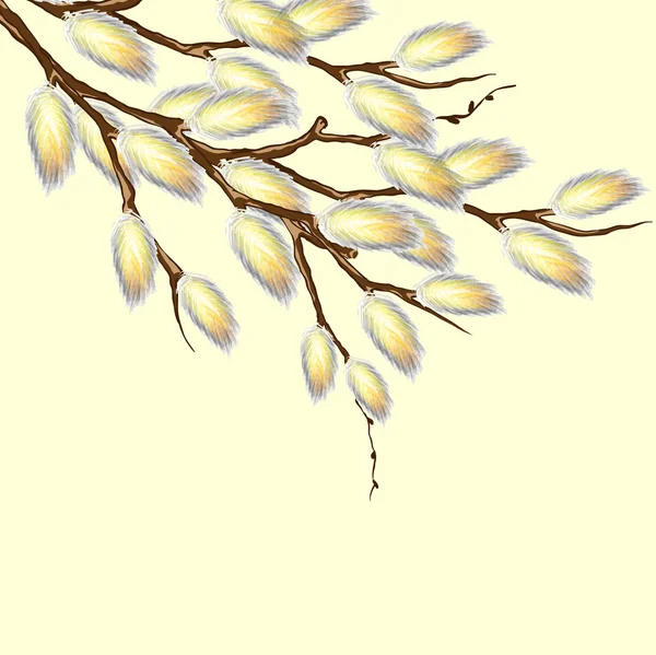 Pussy willow takken — Stockvector