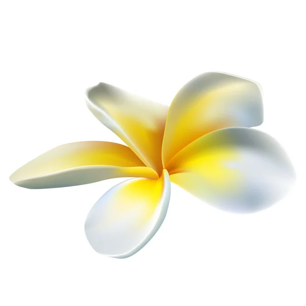 Frangipani fleurs — Image vectorielle