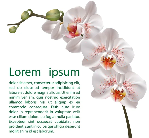 Modèle élégant de conception florale — Image vectorielle