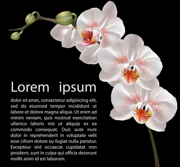 Elegant floral design template — Stock Vector
