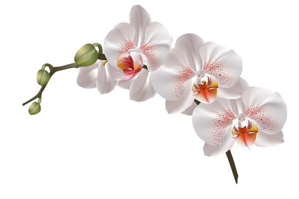Fehér orchidea virágok Jogdíjmentes Stock Illusztrációk