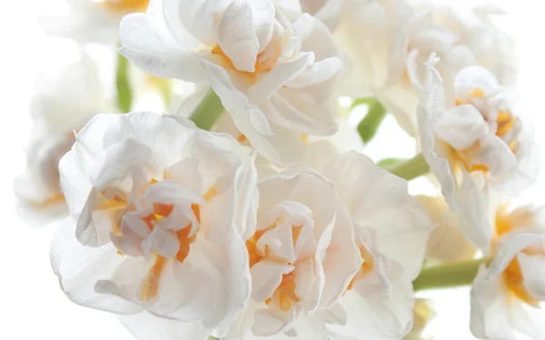 Narcisos blancos sobre fondo blanco — Foto de Stock