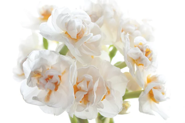 Narcisos blancos sobre fondo blanco — Foto de Stock