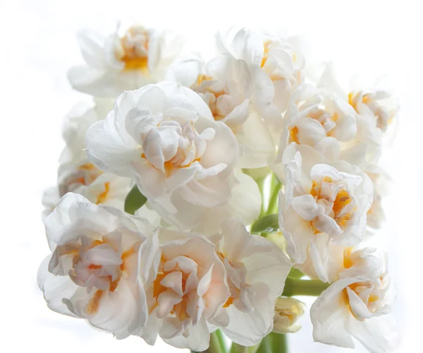 Narcisos brancos no fundo branco — Fotografia de Stock