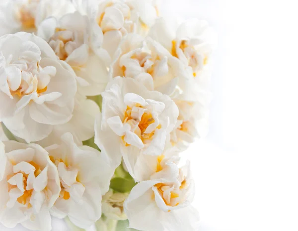 White daffodils on white background — Stock Photo, Image