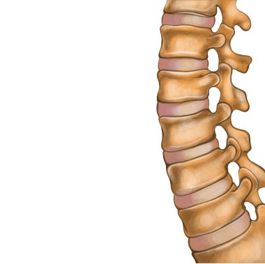 Human spine clipart