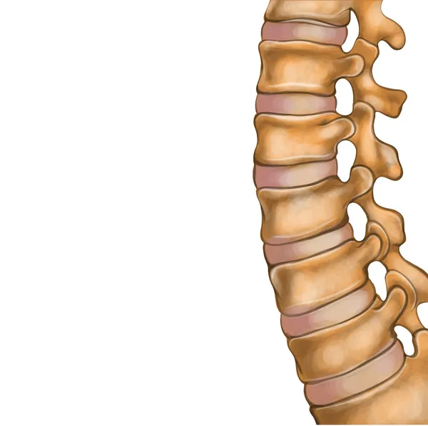 人体脊柱 — 图库矢量图片