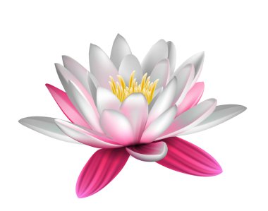 Water lily isolated clipart