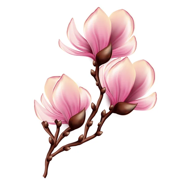 Magnolia branch isolated — Stock Vector