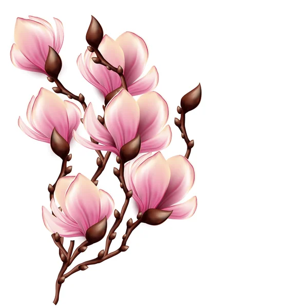 Rama Magnolia aislada — Vector de stock