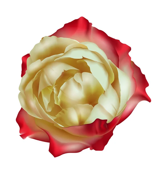 Rose de thé isolé — Image vectorielle
