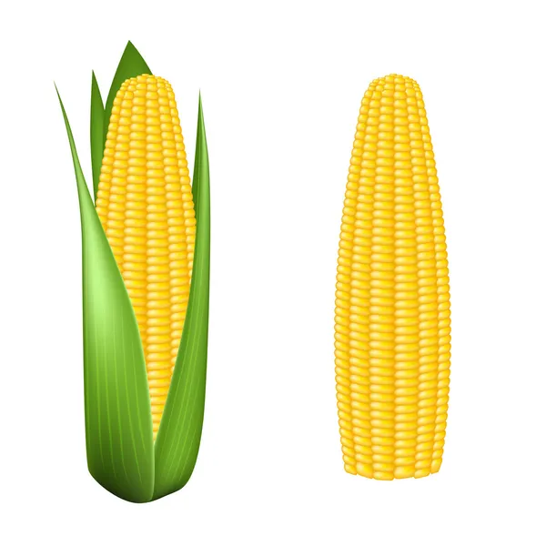 Maïskolf met groene bladeren — Stockvector