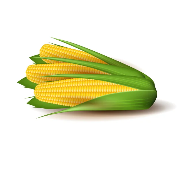 Épis de maïs aux feuilles vertes — Image vectorielle