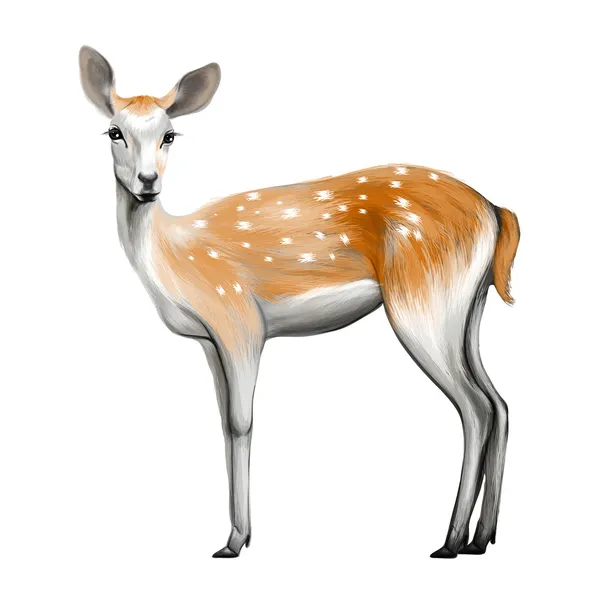 Deer isolated — Stock Vector