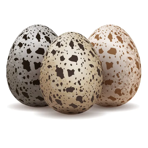 Huevos de codorniz aislados — Vector de stock