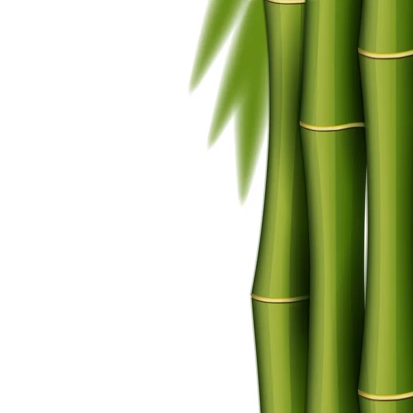 Šablona návrhu bambus — Stockový vektor