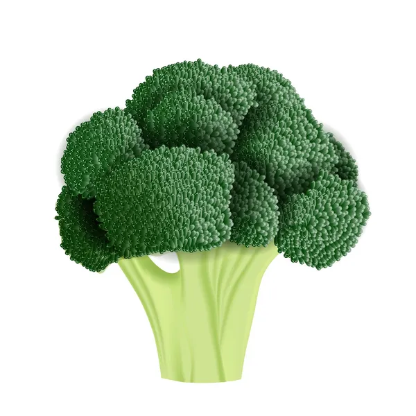 Ilustración realista del vector del brócoli — Vector de stock