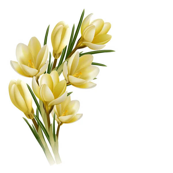 Crocus bloemen — Stockvector