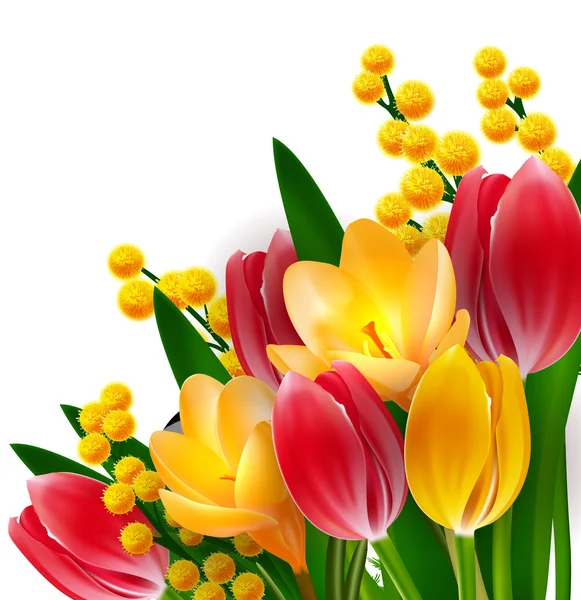 Ontwerpsjabloon tulpen en mimosas — Stockvector