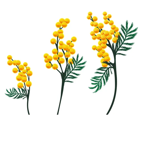 Mimosa flowers — Stock Vector