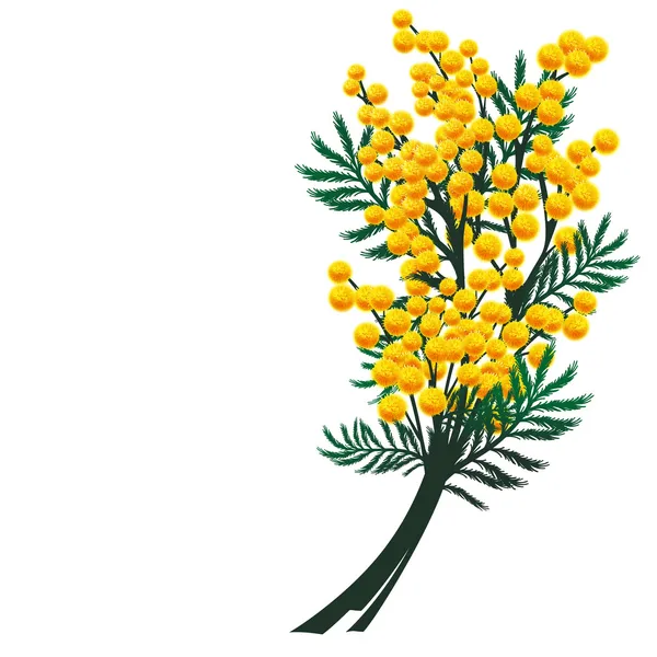 Цветы мимозы — стоковый вектор