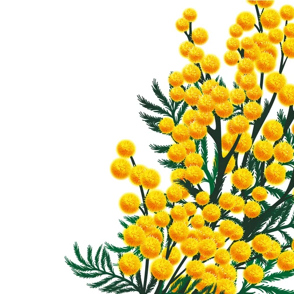 Flores de Mimosa — Vector de stock