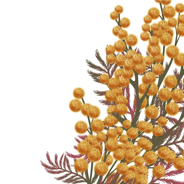 Fleurs de mimosa — Image vectorielle