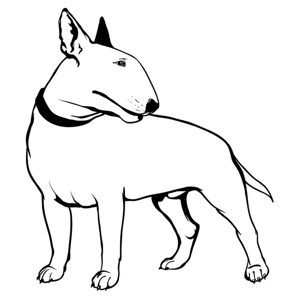 Bullterrier — Stockvektor