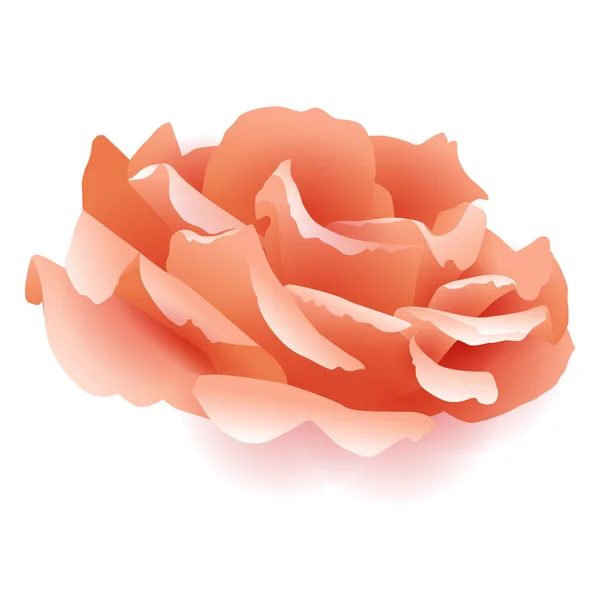 Rose rose illustration — Image vectorielle