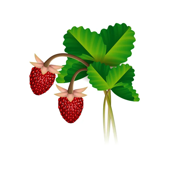 Wild strawberry berries and leafs — Stock Vector