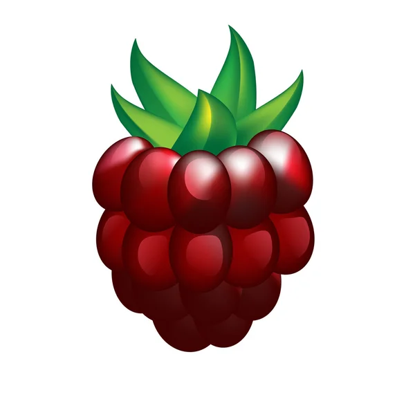 Raspberry isolated — Stock Vector
