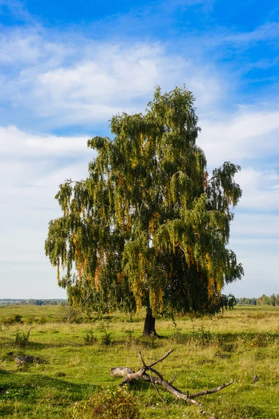 Bouleau simple sur le champ — Photo