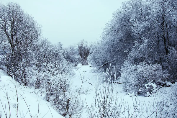 Winter landscape — Stock Photo, Image