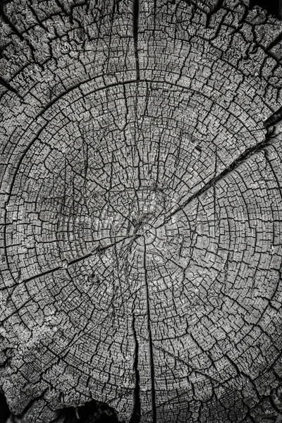 Rundad trä struktur — Stockfoto