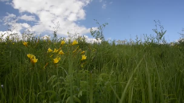 Zöld fű csapkodva a szél — Stock videók