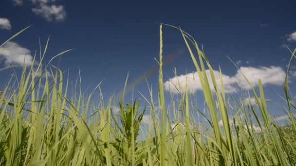 녹색 잔디는 바람에 날개가 퍼덕거리는 — 비디오