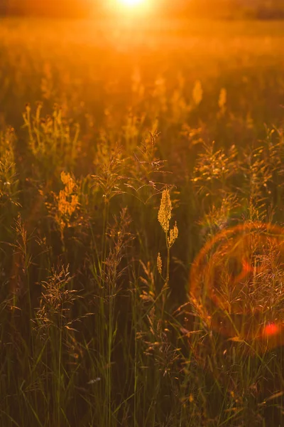 Зелена трава в літньому полі — стокове фото
