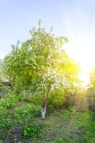 美しい庭の木 — ストック写真