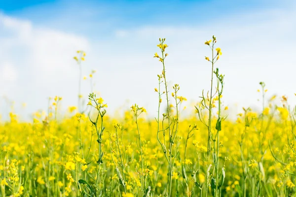 Żółte kwiaty dzikiego na polu lato — Zdjęcie stockowe